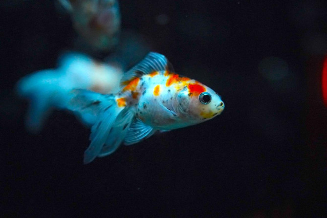 アートアクアリウム美術館 GINZA：明るい照明になるタイミングを見計らうのがポイント！