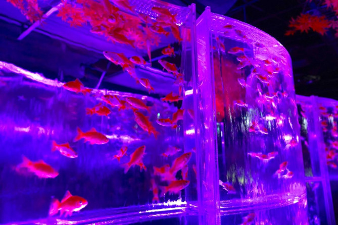 アートアクアリウム美術館 GINZA：滝の中を泳ぐ金魚たち