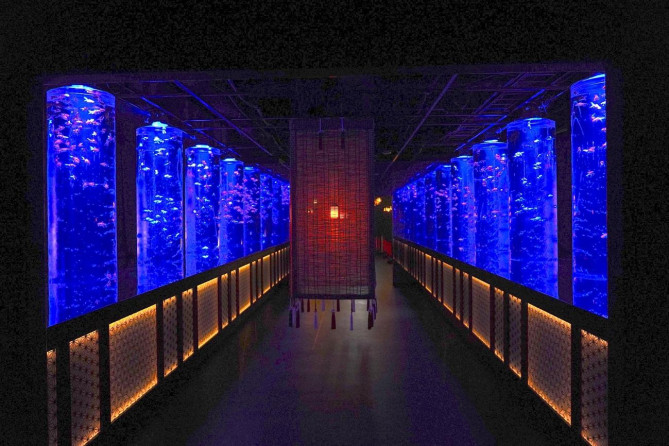 アートアクアリウム美術館 GINZA：金魚の回廊