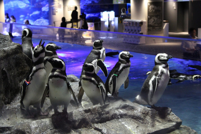 すみだ水族館のペンギン