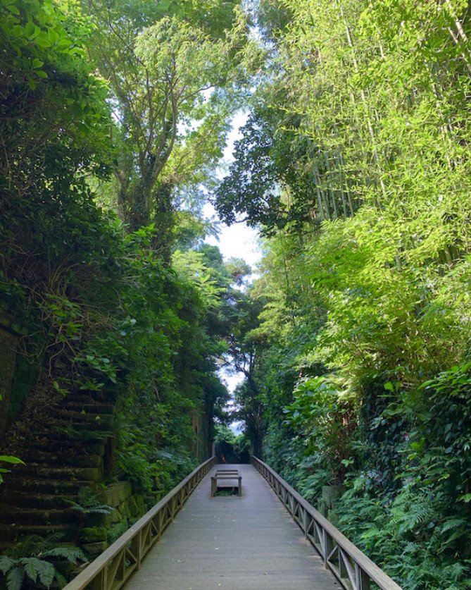 生い茂る木々の中の散策路