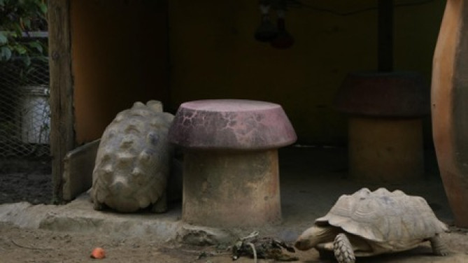 リクガメ/「沖縄こどもの国」