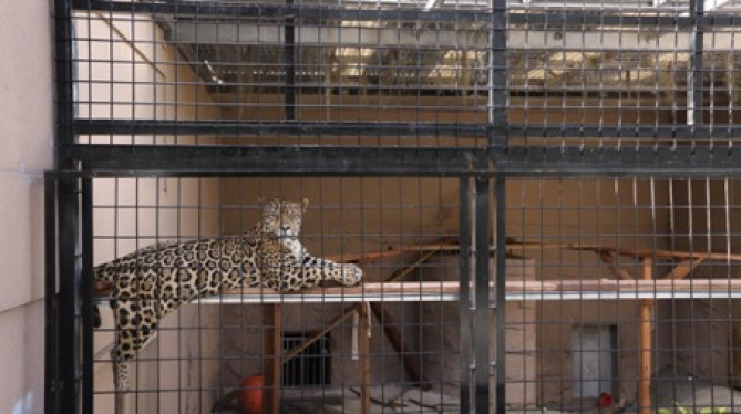 チーター/「沖縄こどもの国」