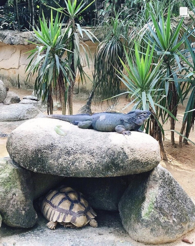 動物園にて　貴重な動物にも出会える