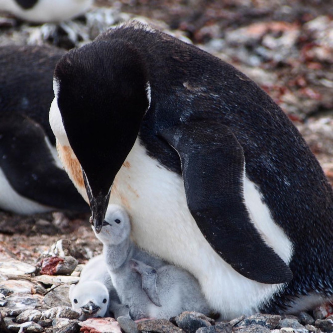 寒さから我が子を守る父ペンギン