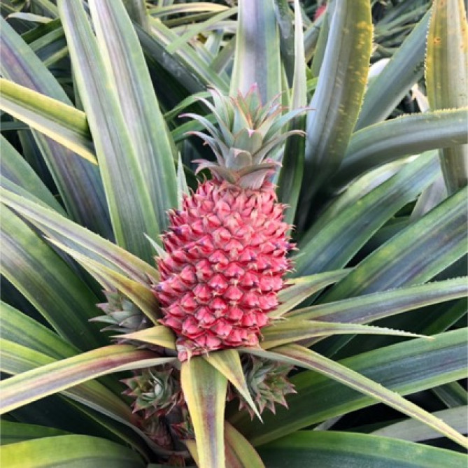 花蓮のパイナップル