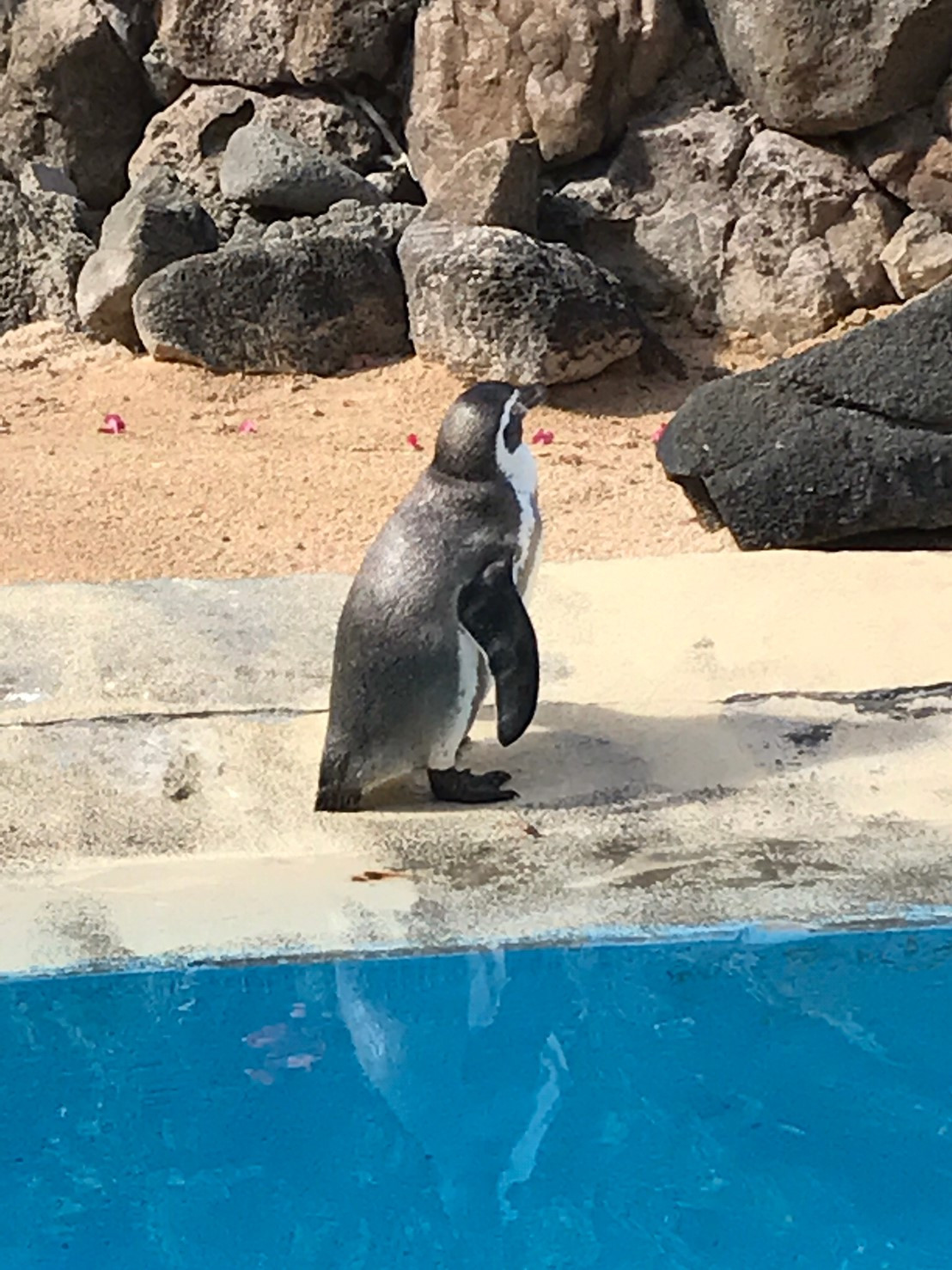 ハワイの水族館 ミルミ Mirumi お出かけ 旅行メディア