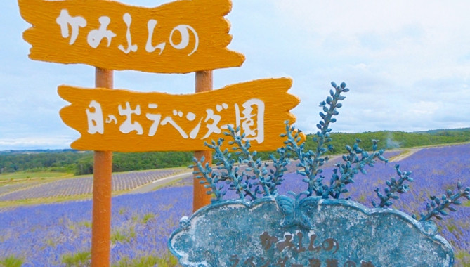 日の出ラベンダー園