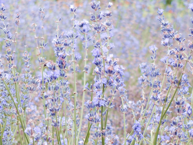 フラワーランドかみふらの