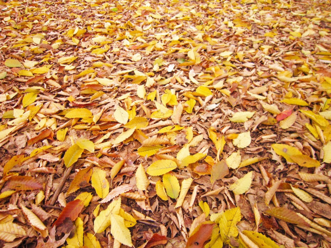 北海道の紅葉