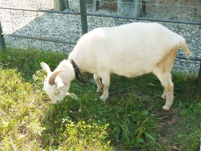 カントリーファーマーズ藤田牧場