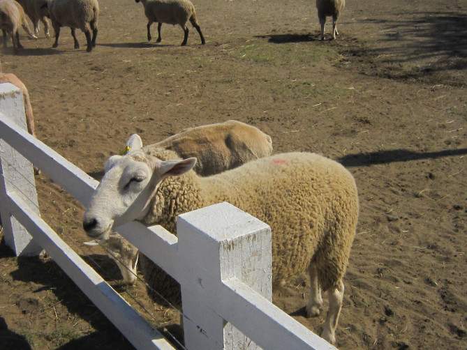 北海道箱根牧場