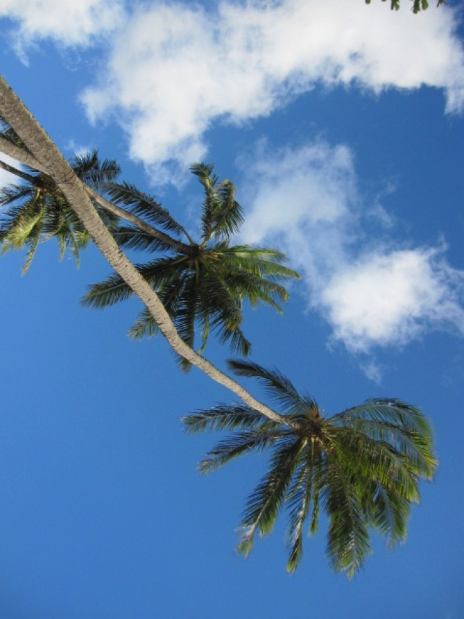 ヤシの木が映える青い空