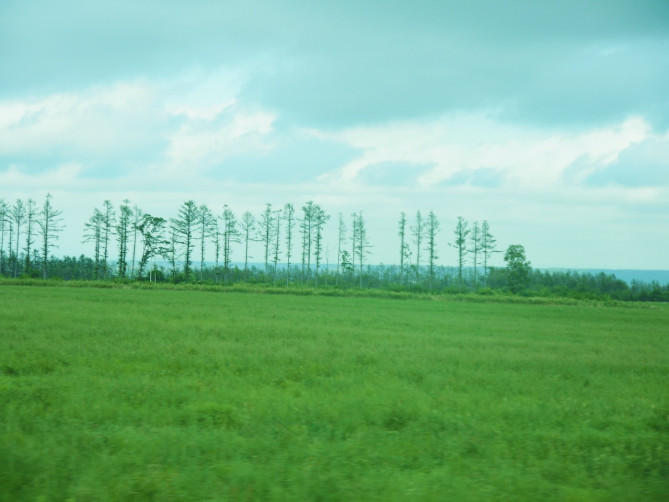 マイルドセブンの丘