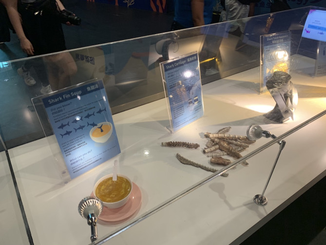 サメに関する展示