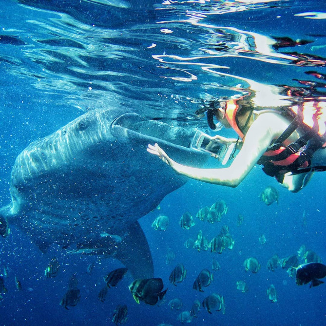 ジンベイザメシュノーケリング