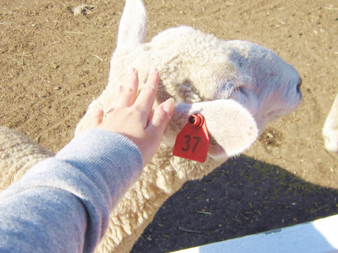かわいい動物たちと触れ合えるキャンプ