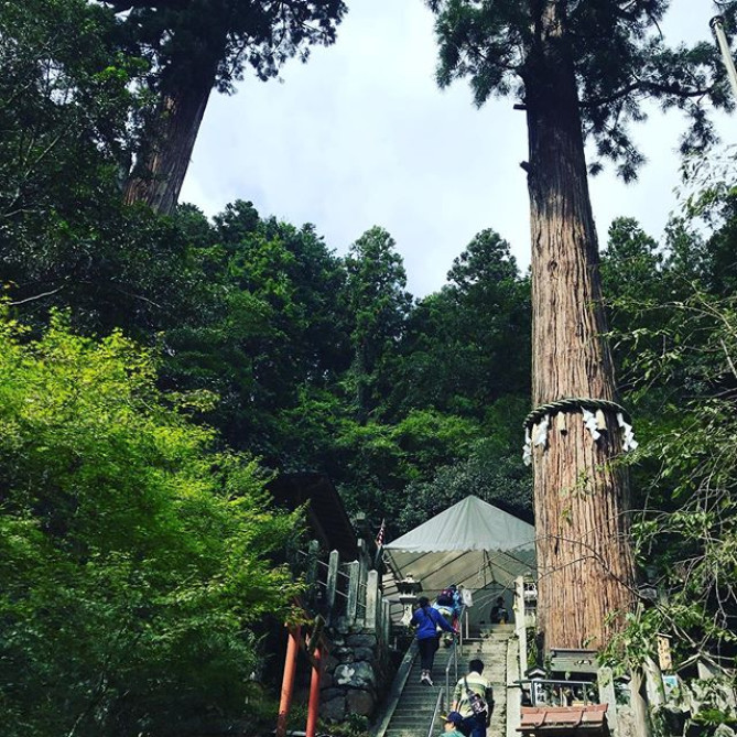 由岐神社近くの「大杉さん」