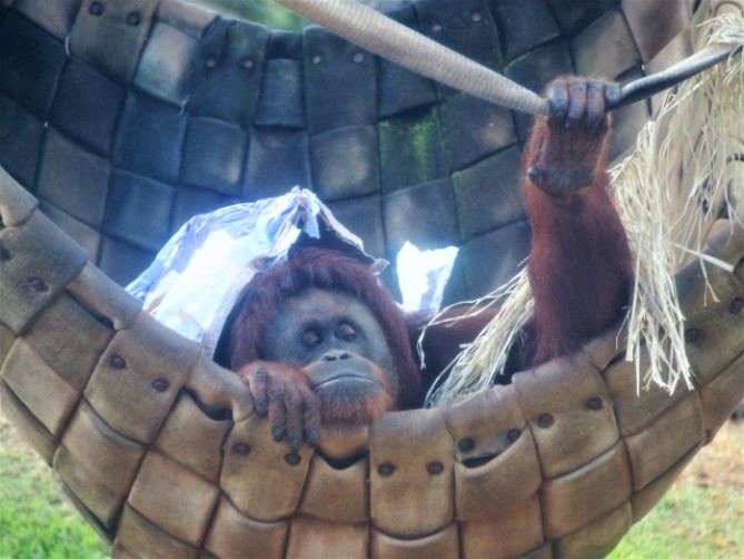オランウータン