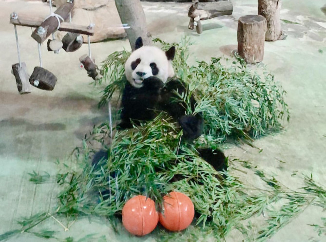 お食事中のパンダ