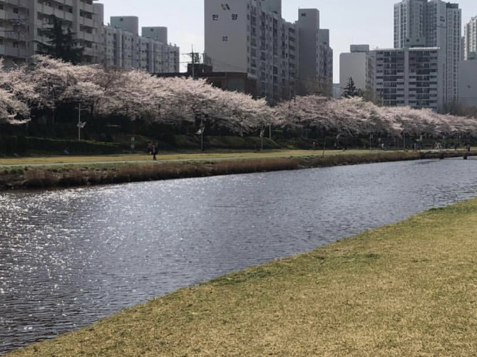 永登浦汝矣島春の花祭り
