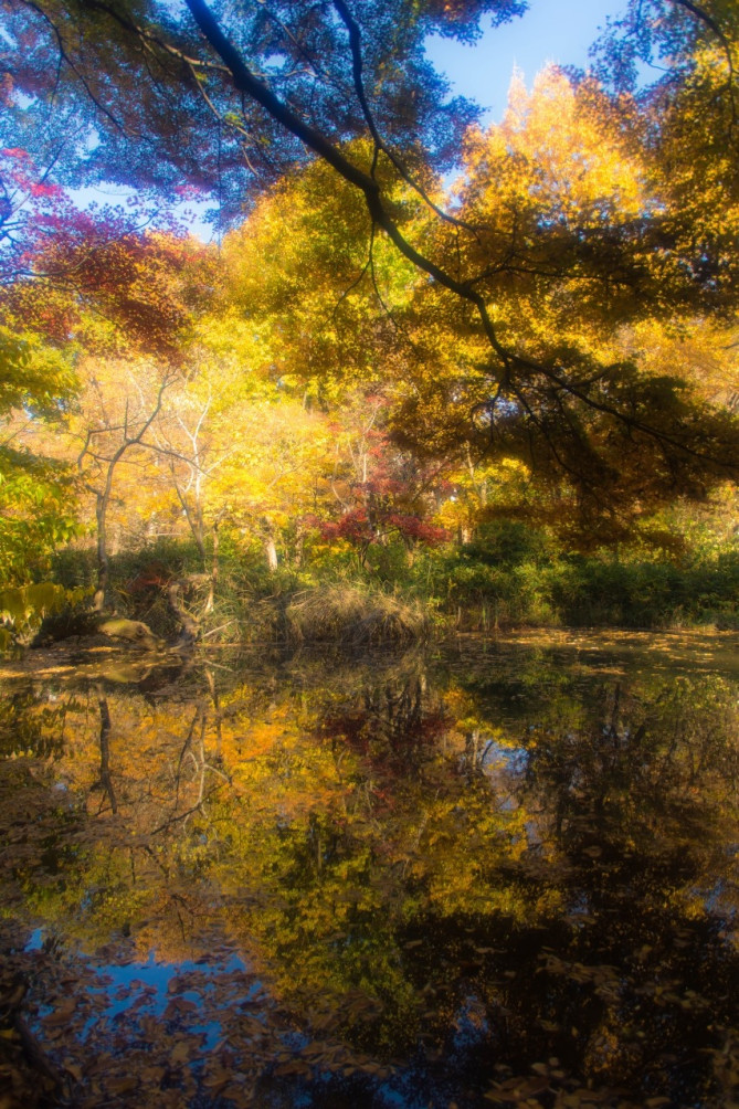 新宿御苑の紅葉