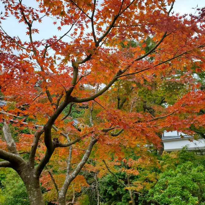 円覚寺・仏殿の「白龍図」