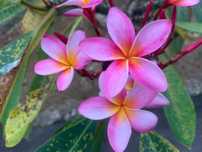 南国らしいプルメリア