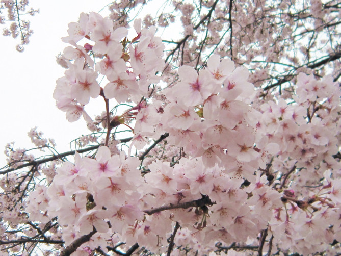 長谷寺のソメイヨシノ