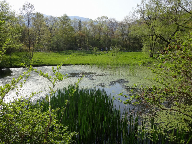 箱根湿生花園
