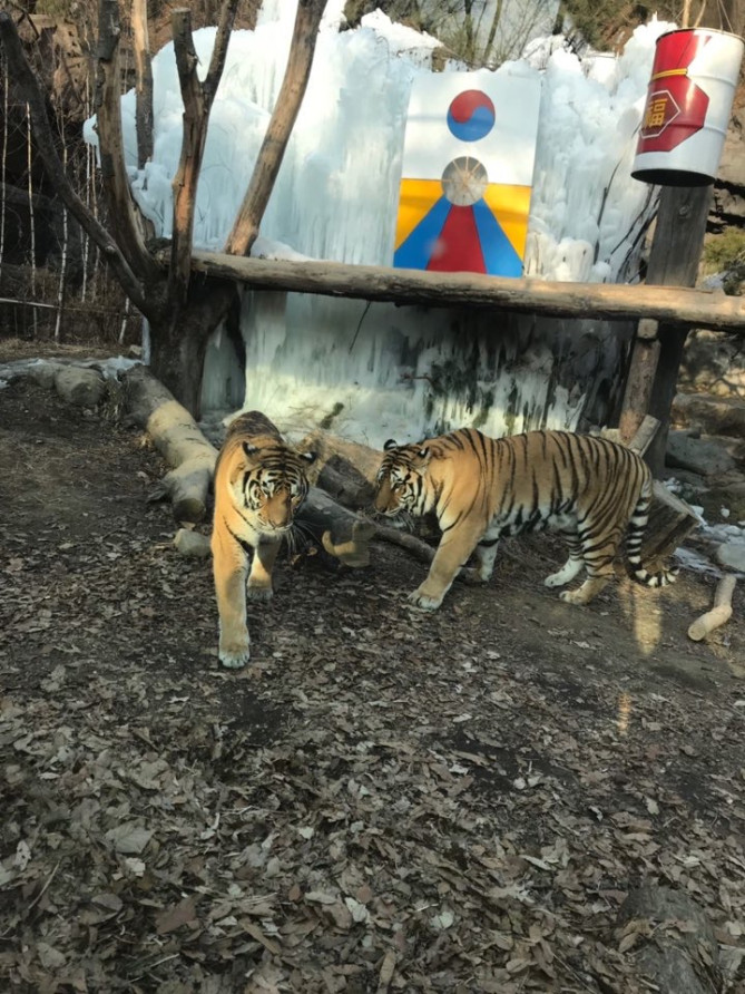 ズートピアエリア