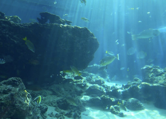 美ら海水族館