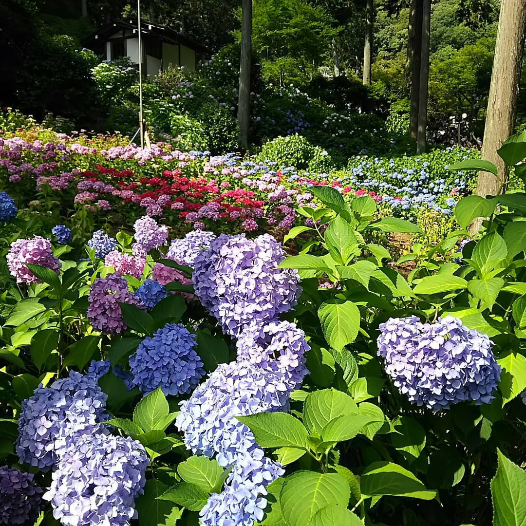 京都 初夏に楽しみたい紫陽花の名所11選 6 7月はあじさいが美しい京都に行こう