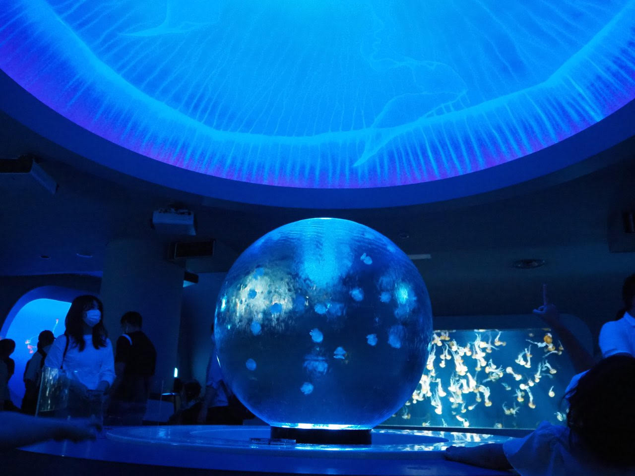 新江ノ島水族館】えのすいのクラゲ展示を解説！日常を忘れる癒し